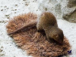 Tiergarten Schönbrunn am 24.02.2026